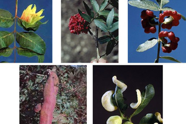 You are currently viewing Moshe Inbar – Evolutionary ecology of gall forming aphids